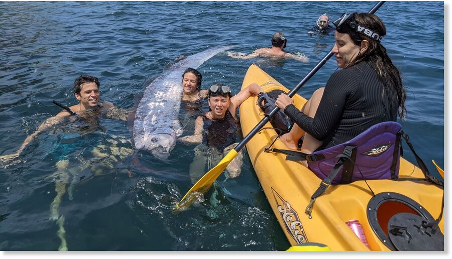 A 12-foot oarfish found near La Jolla Cove on Saturday.