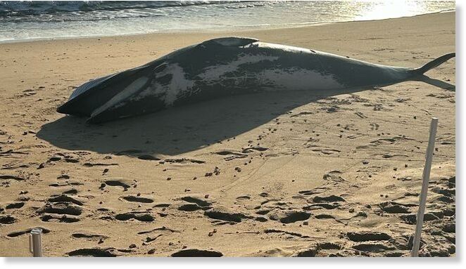A dead minke whale on Quonnie Beach in Charlestown, Rhode Island. (WJAR)