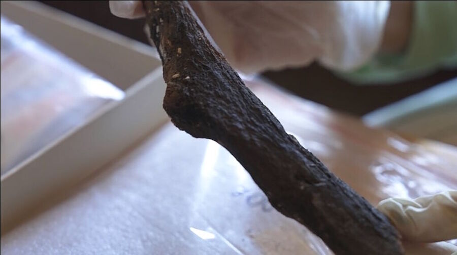 burned giant sloth bone
