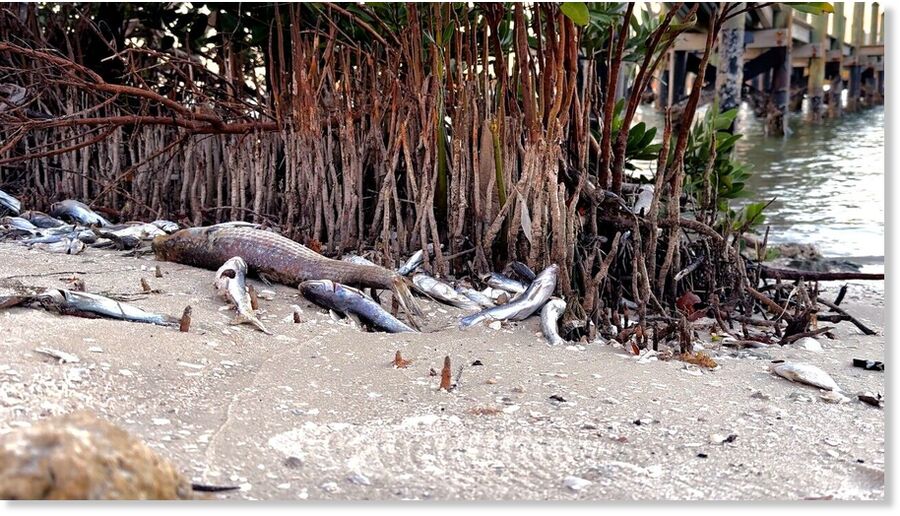 Dead fish near a dock by Lovers Key.