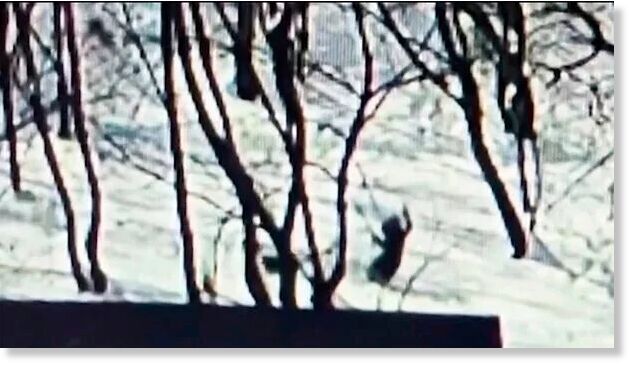 The helpless girl was surrounded by dogs in the snow