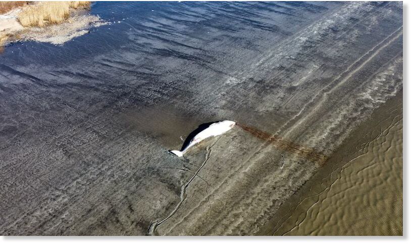 Daniel Ritter from Ritter Dragonfly Dronography captured this image of a dead whale at 9 a.m. Sunday, March 2, 2025, at Pigeon Point, Delaware, just north of the Delaware Memorial Bridge