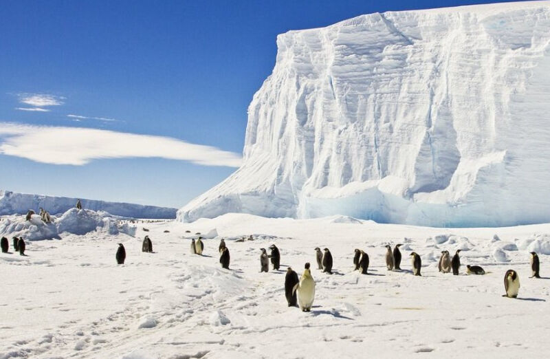 penguins