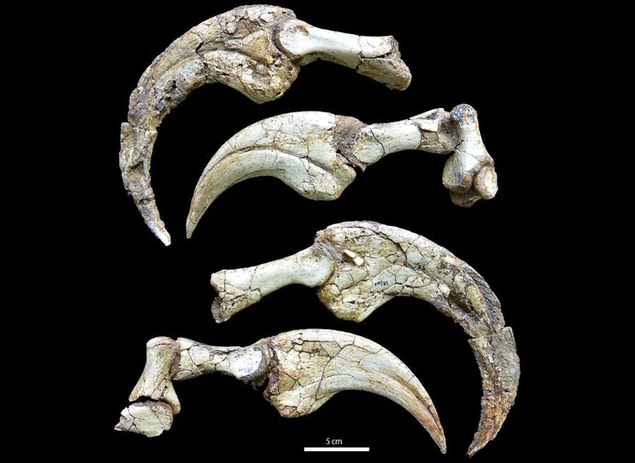 dinosaur claws Duonychus tsogtbaatari