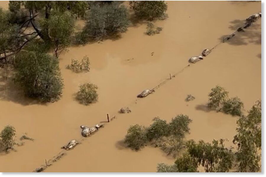 Klikni za povećanje The most recent figures from the Queensland Department of Primary Industries suggest over 144,000 livestock, mostly cattle, sheep and goats, have been killed by floods.