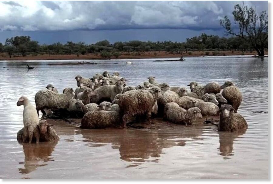 Klikni za povećanje Sheep farmer Brendan Murray from Eromanga said he has probably lost 6,000 of his flock of 9,000 sheep.