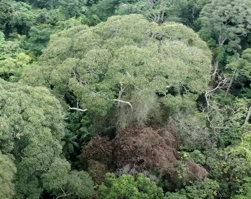 Dipteryx oleifera panama tree lightning strikes