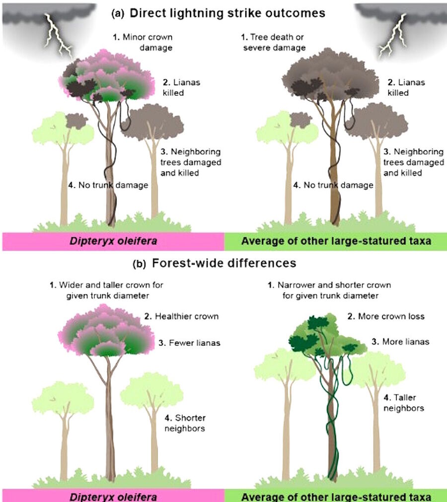 tropical tree lightning strikes healthy