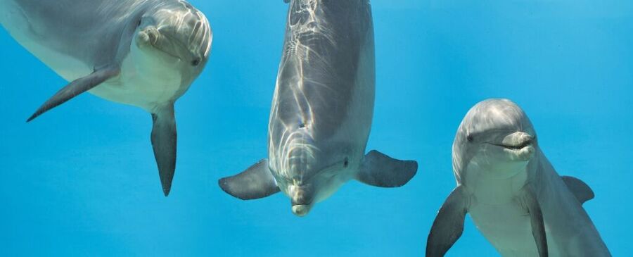 delfini