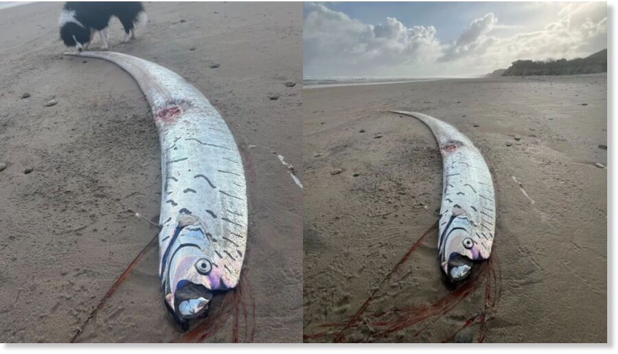 'Doomsday' Oarfish