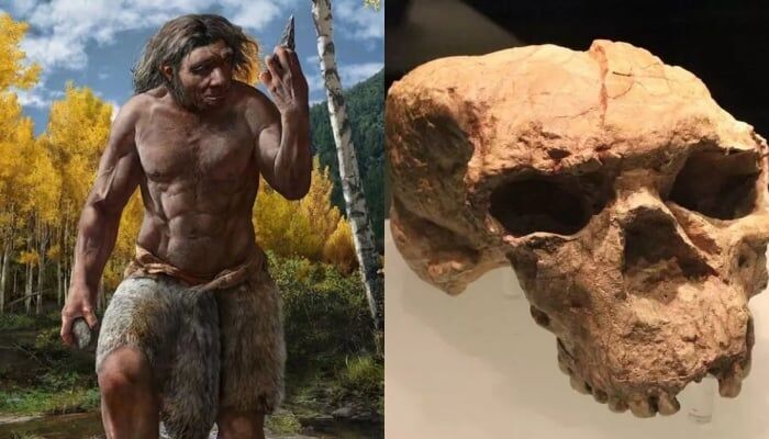 Homo longi