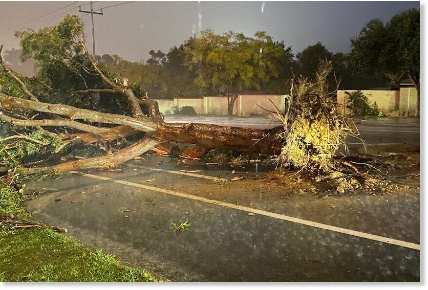 A large tree lies across a road in Floreat.