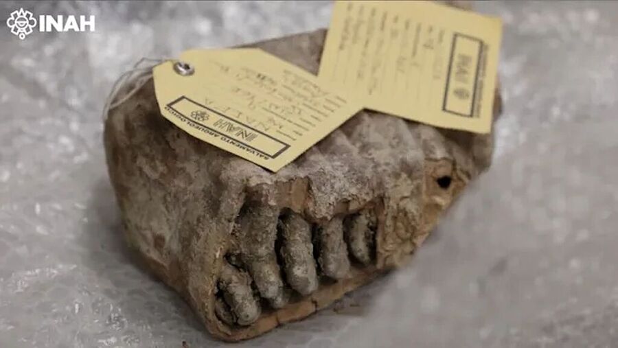 columbian mammoth tooth genetic mystery