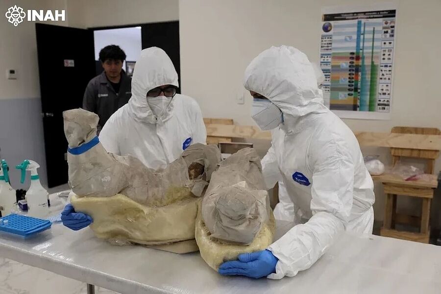 mammoth discovered mexico genetic differences