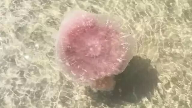 meduze