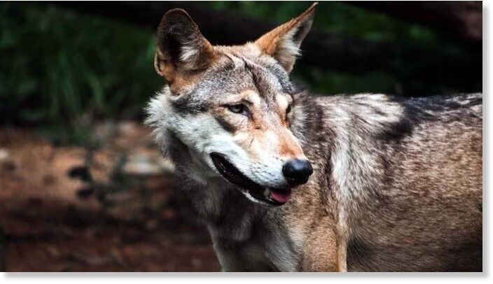 Locals in Bahraich said wolves have been roaming the area for weeks