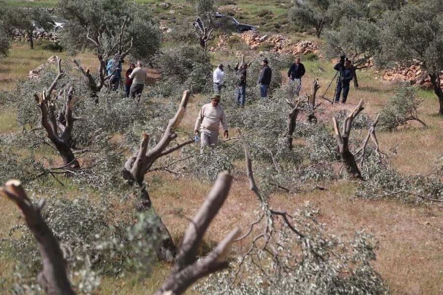 Klikni za povećanje olive trees destroyed