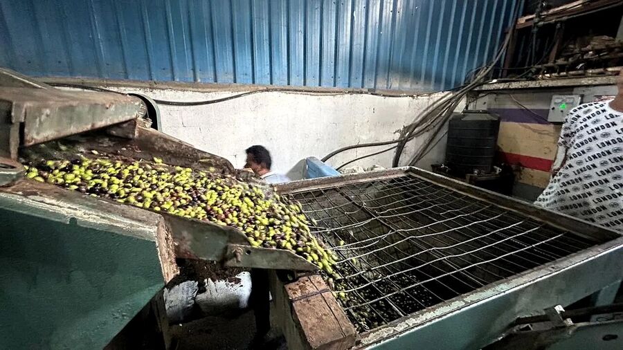 gaza olive press trees harvest