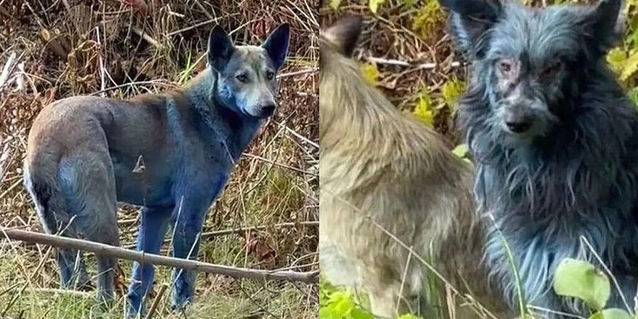 dogs turn blue chernobyl