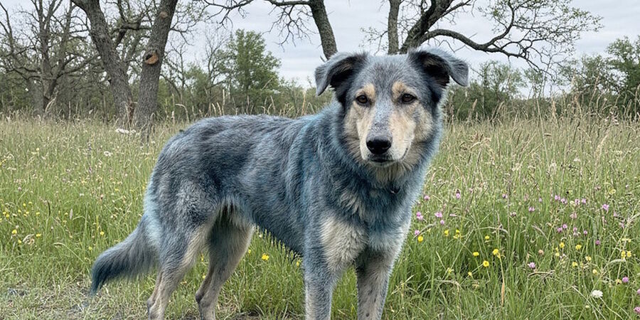 Klikni za povećanje dog blue