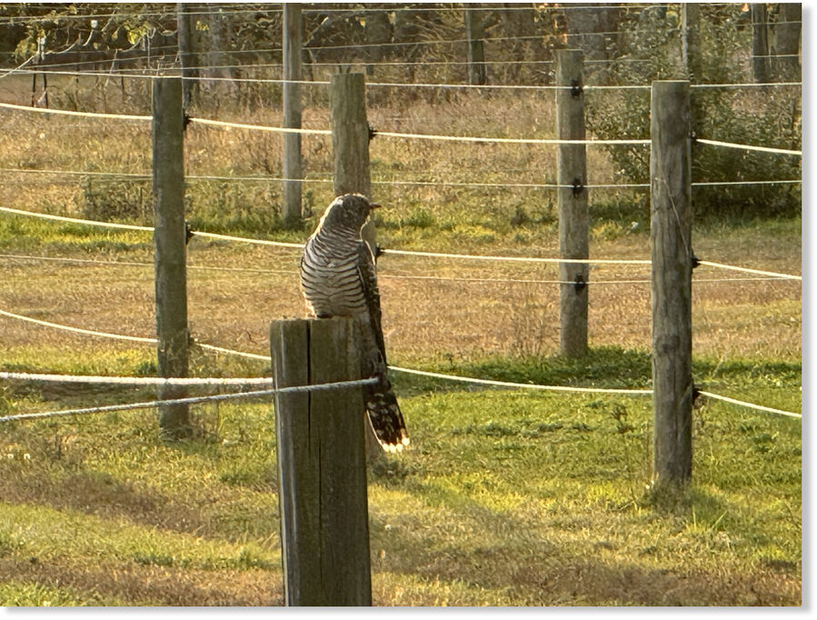 A common cuckoo, native to Europe and Asia and migrant to Africa, caused a ruckus among birders all weekend.