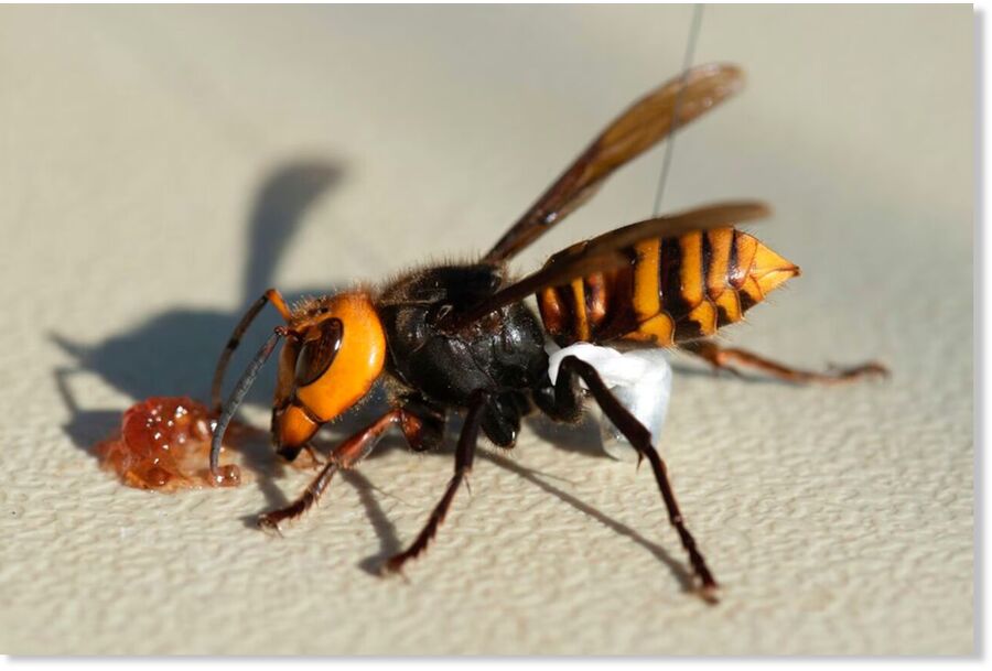 In photo provided by the Washington State Dept. of Agriculture, an Asian Giant Hornet wearing a tracking device