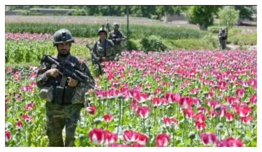 Klikni za povećanje Poppy Fields