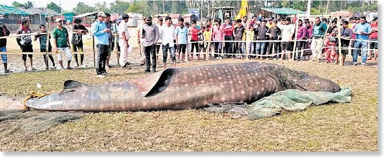 Locals gather around the carcass of the whale shark in Balasore