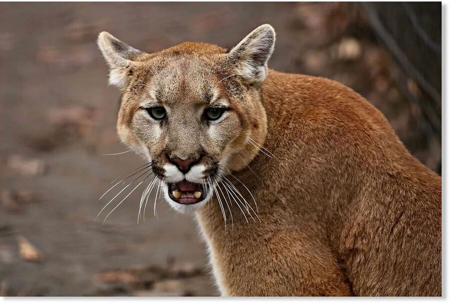 puma