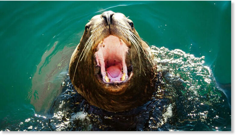 Two injured after seal bite during New Year’s celebrations at Plettenberg Bay beach