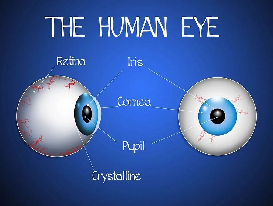 Klikni za povećanje human eye parts
