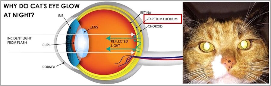 Klikni za povećanje cat eye tapetum lucidum night vision glow in dark