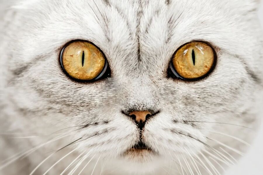 Klikni za povećanje cat lenses narrow slit daylight