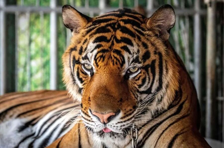 tigar