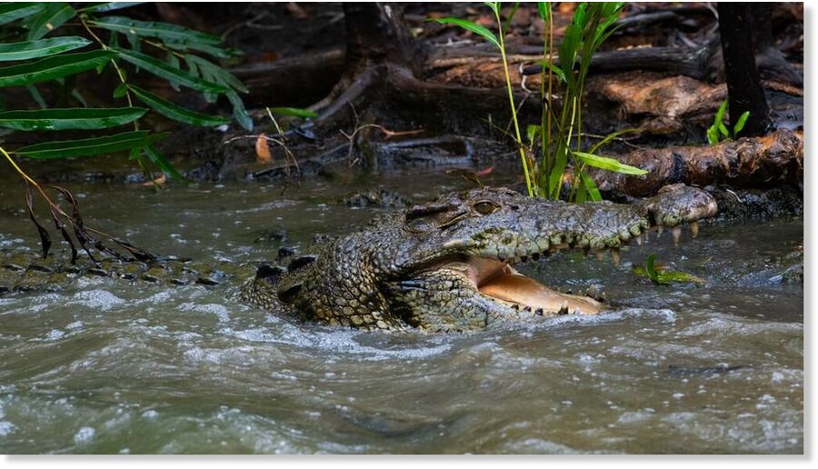 Klikni za povećanje Crocodiles are on the move in flood-affected Northern Territory, making rivers and streets extremely dangerous for residents
