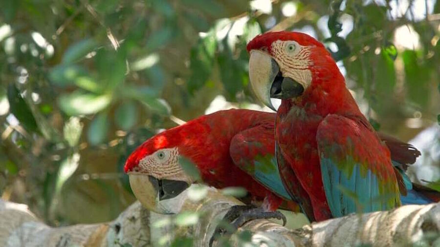 Klikni za povećanje Red-and-green macaws