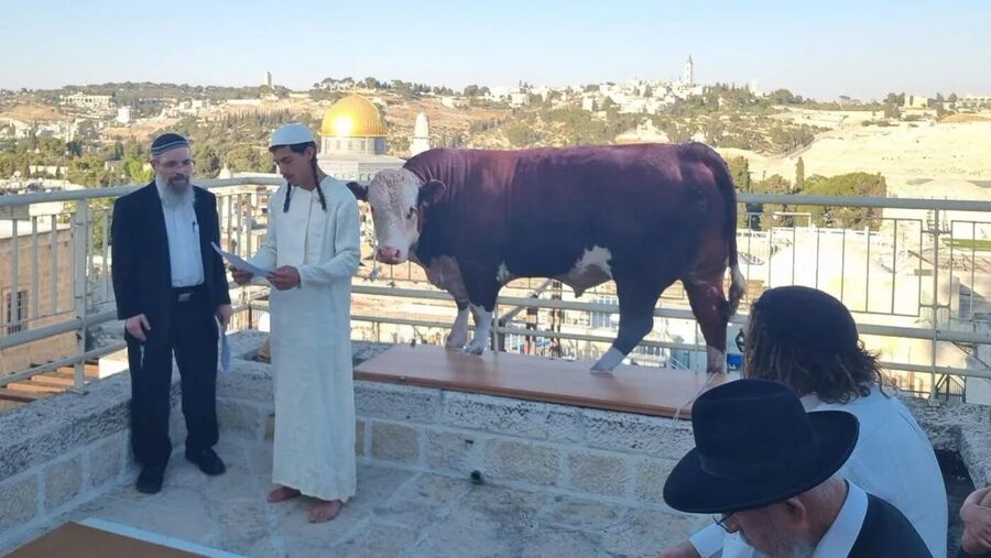 Red Heifer and settlers
