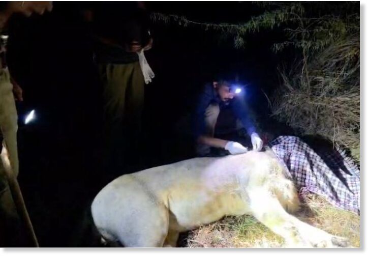 Klikni za povećanje 4-year-old killed in lion attack in Una; Animal captured after night-long operation