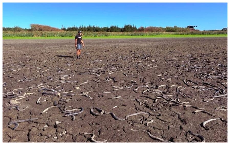 Dead Eels