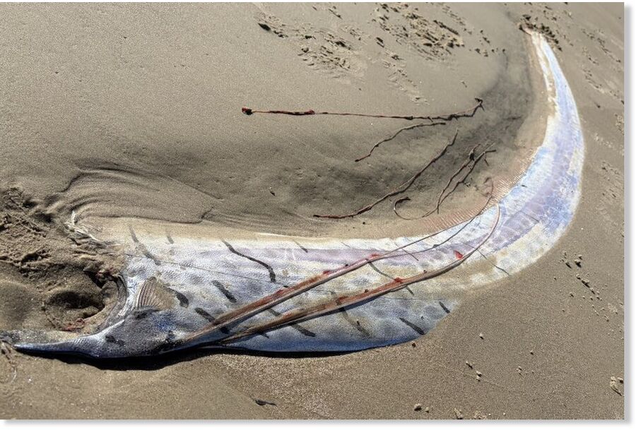The oarfish was found on the beach in Løkken in North Jutland.