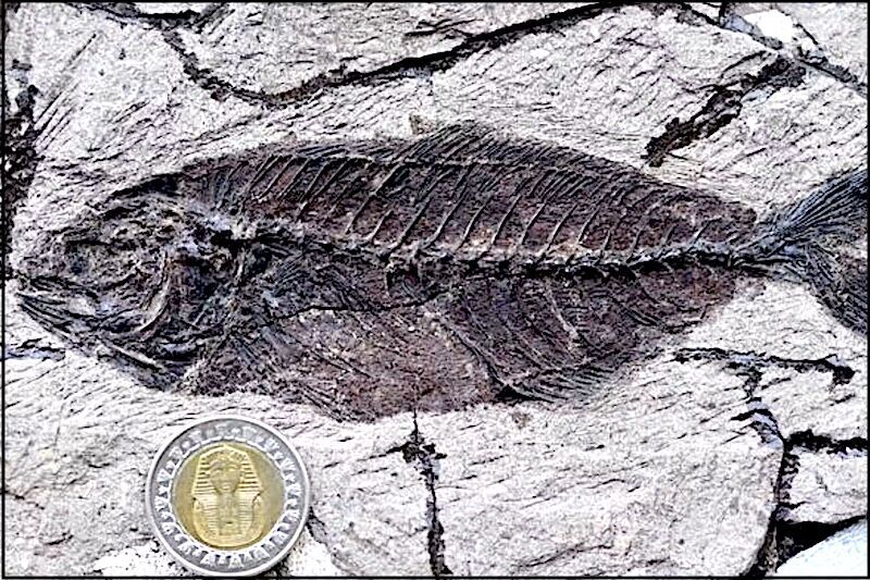 Jack fish skeleton