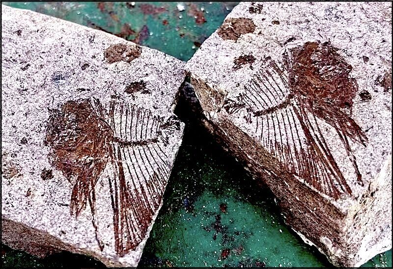 fossilized moonfish