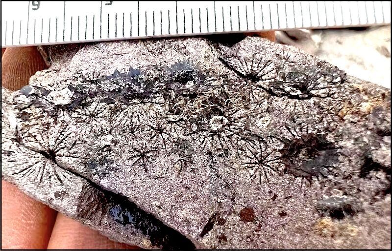 Fossil