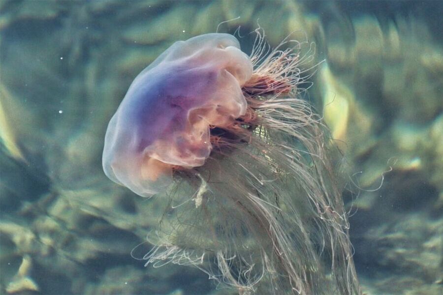 meduza
