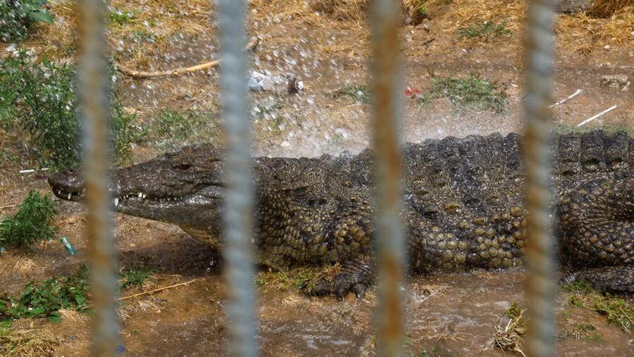 Klikni za povećanje Crocodile