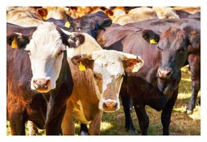 Klikni za povećanje Cattle